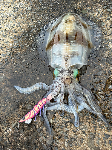 アオリイカの釣果