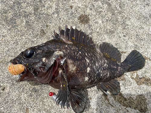 オウゴンムラソイの釣果