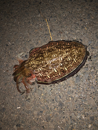 モンゴウイカの釣果