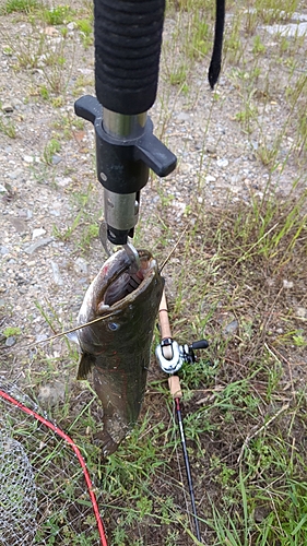 マナマズの釣果