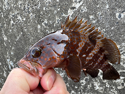 アコウの釣果