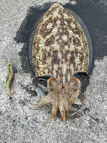 モンゴウイカの釣果