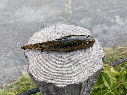 ハゼの釣果