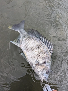 キビレの釣果