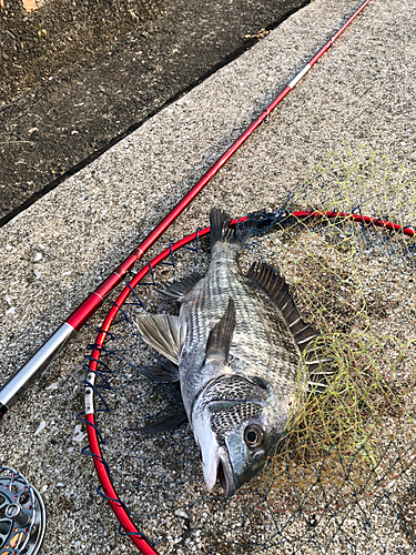 クロダイの釣果