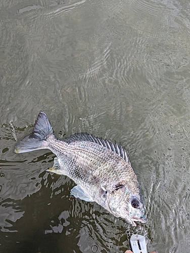 キビレの釣果