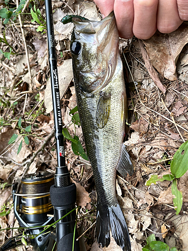 ブラックバスの釣果