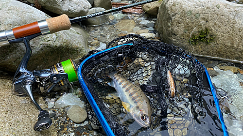 トラウトの釣果