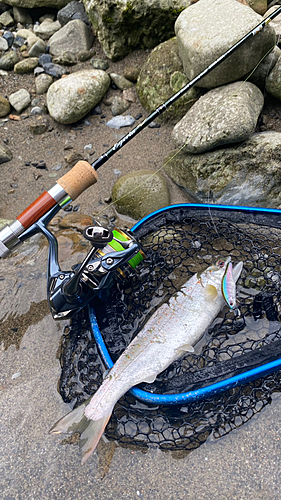 トラウトの釣果