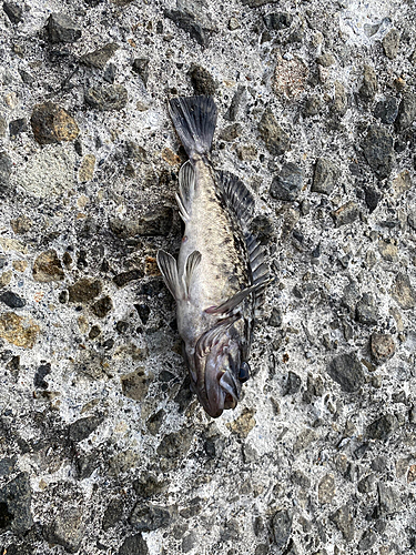 クロソイの釣果