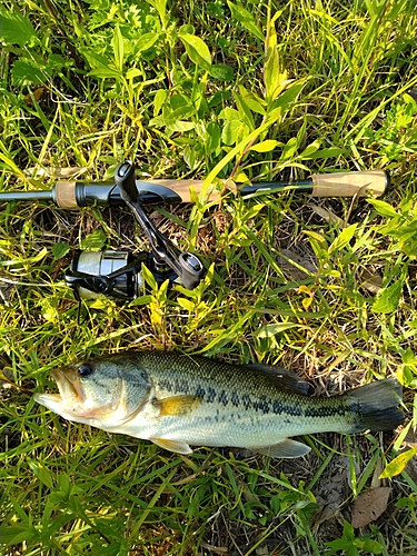 ブラックバスの釣果