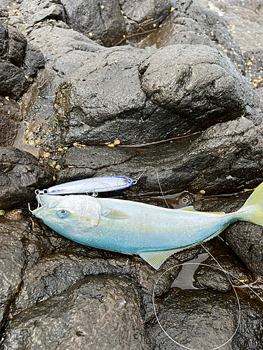 イナダの釣果