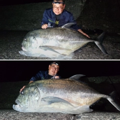 ロウニンアジの釣果