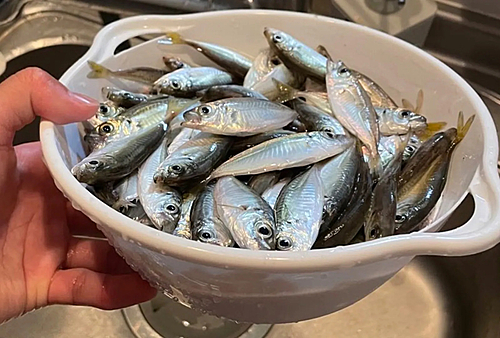 アジの釣果