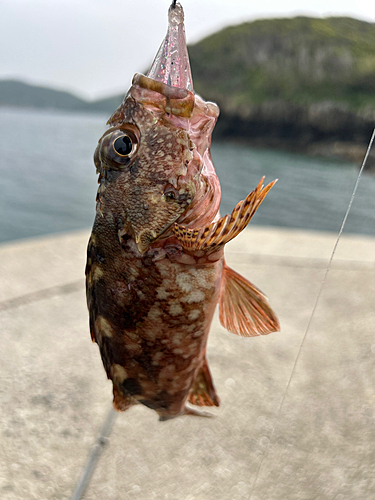 アラカブの釣果