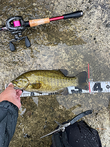 スモールマウスバスの釣果