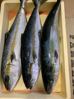 ヒラマサの釣果