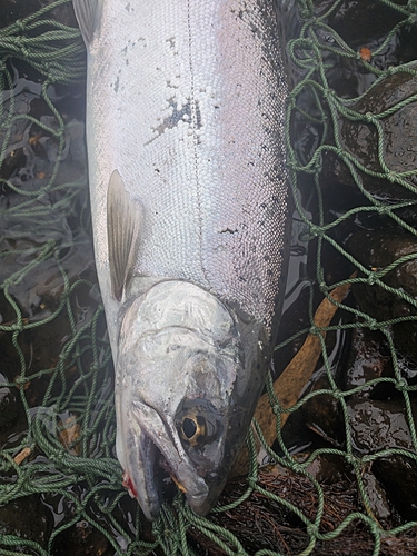 ヤマメの釣果