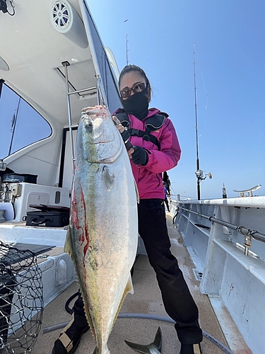 ブリの釣果