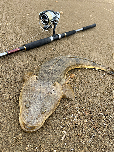 マゴチの釣果