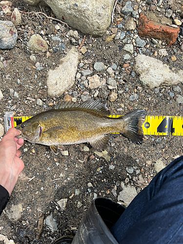 スモールマウスバスの釣果