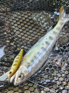 アマゴの釣果