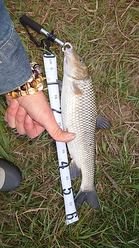 ニゴイの釣果