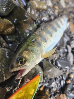 アマゴの釣果