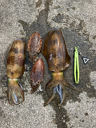 コウイカの釣果