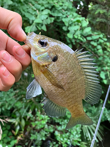 ブルーギルの釣果