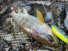 アマゴの釣果