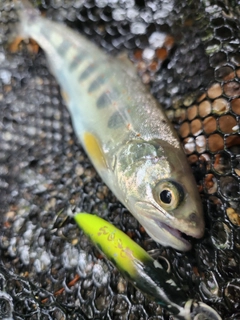 アマゴの釣果