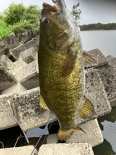 釣果