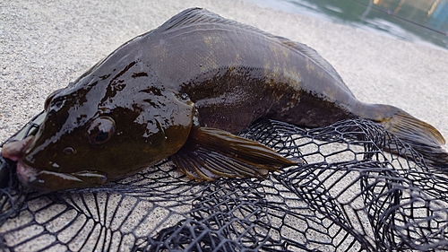 アイナメの釣果