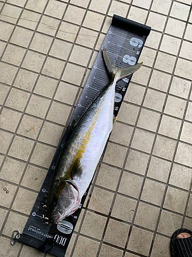 ヒラマサの釣果