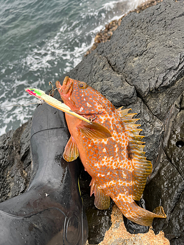 キジハタの釣果