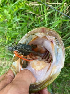 ラージマウスバスの釣果