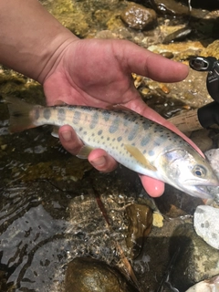 イワナの釣果