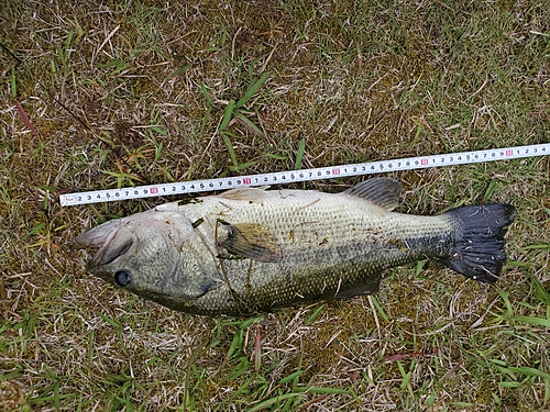 ブラックバスの釣果