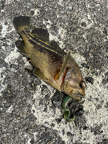 シマゾイの釣果