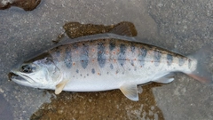 アマゴの釣果