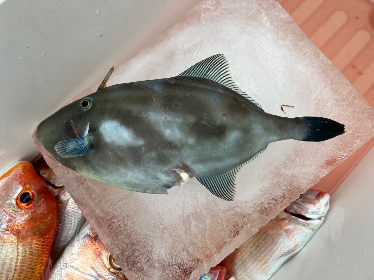 ウマヅラハギ