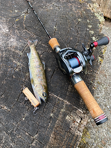 アマゴの釣果