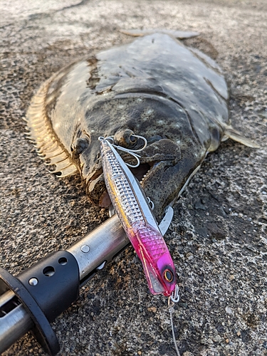 ヒラメの釣果