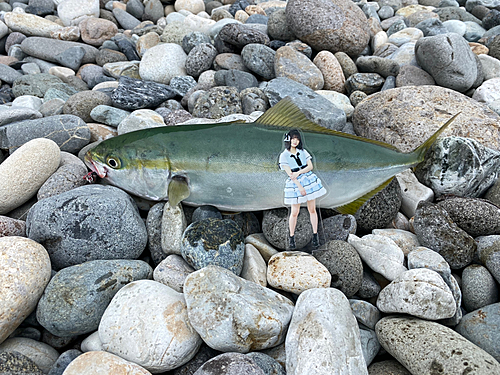 イナダの釣果