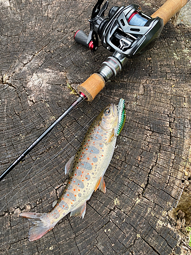 アマゴの釣果