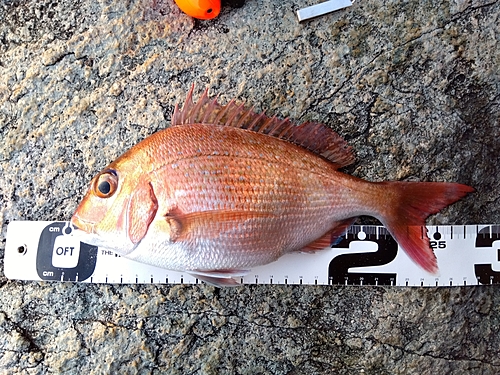 マダイの釣果