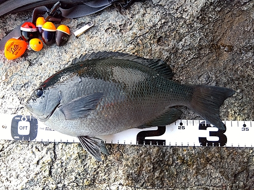 クチブトグレの釣果