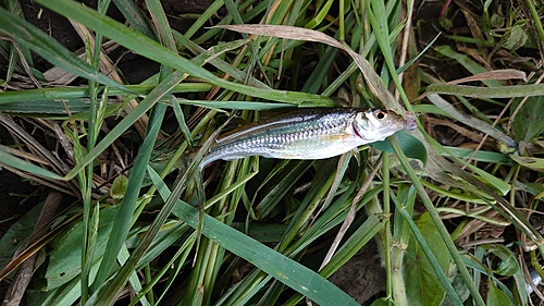 タモロコの釣果