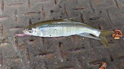 オイカワの釣果